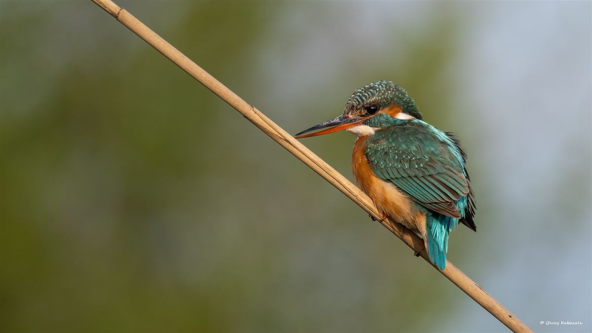 Common Kingfisher