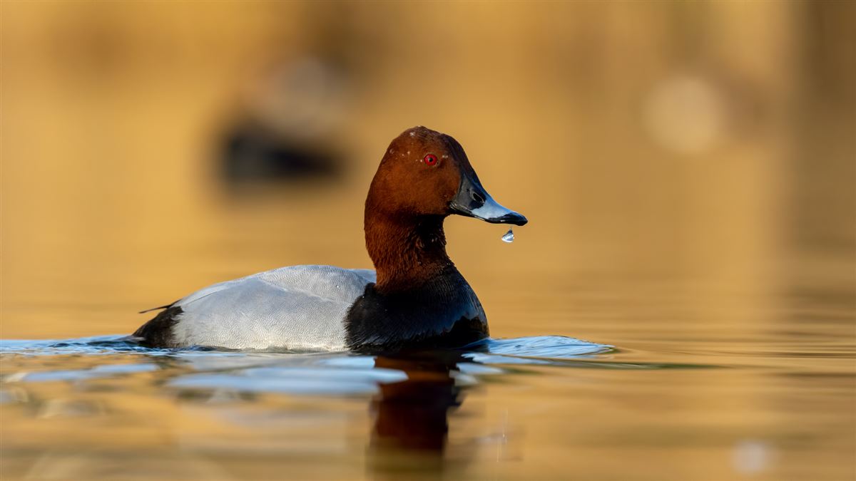 Common Pochard