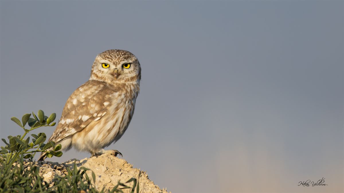 Little Owl
