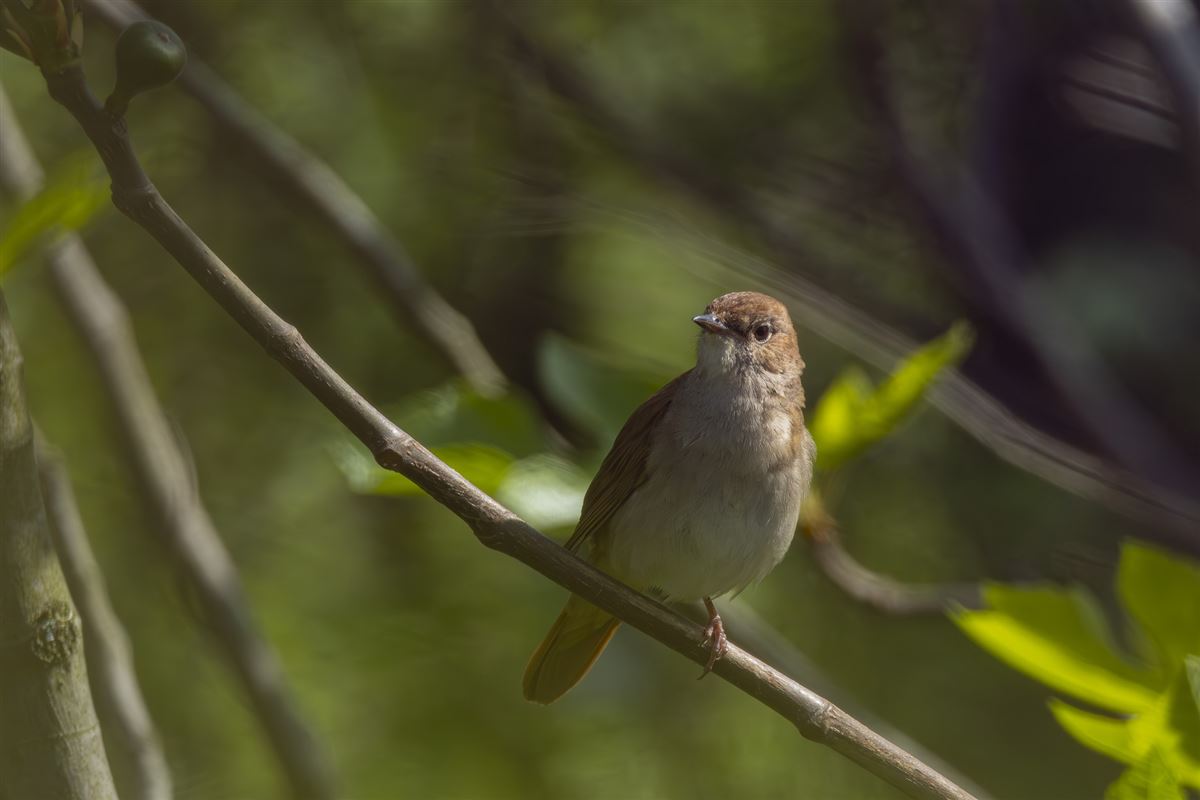 Common Nightingale