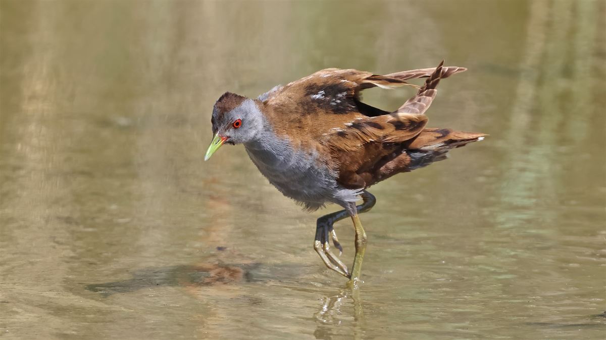 Little Crake