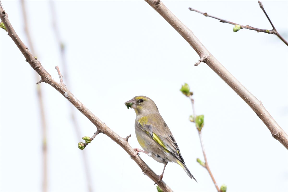 European Greenfinch