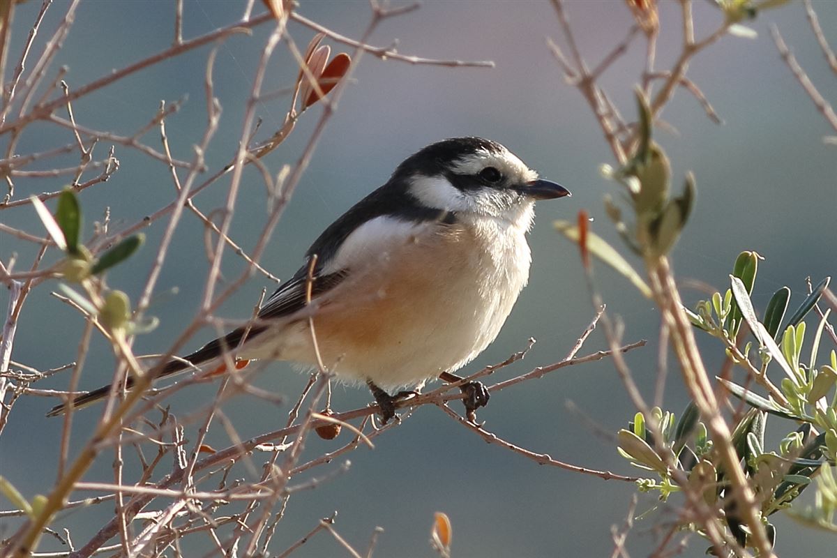 Masked Shrike