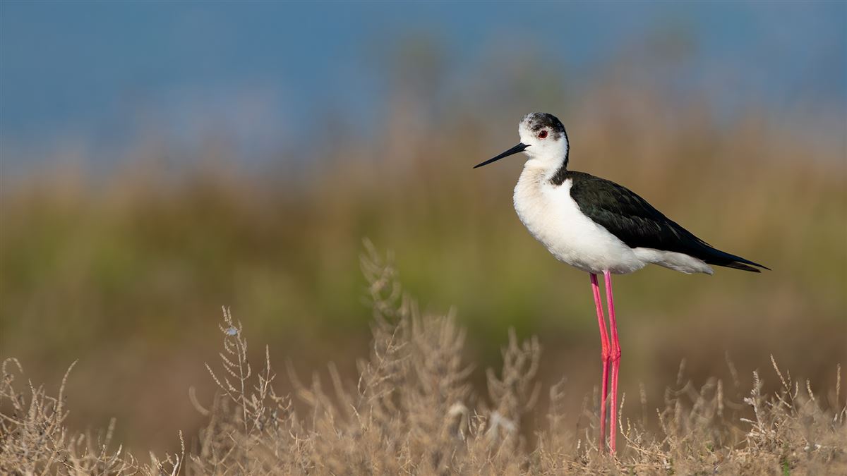Black-winged Stilt