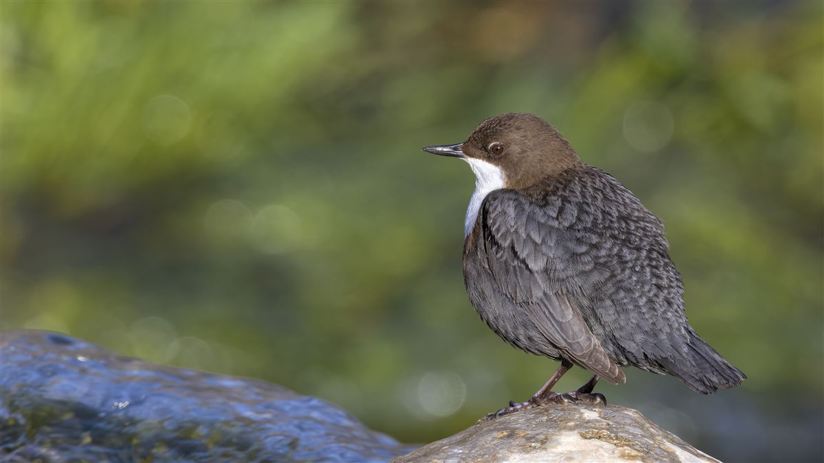 White-throated Dipper