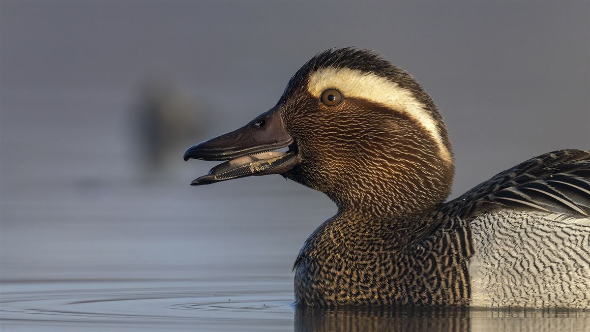 Garganey