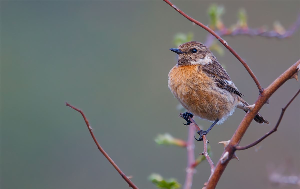 European Stonechat