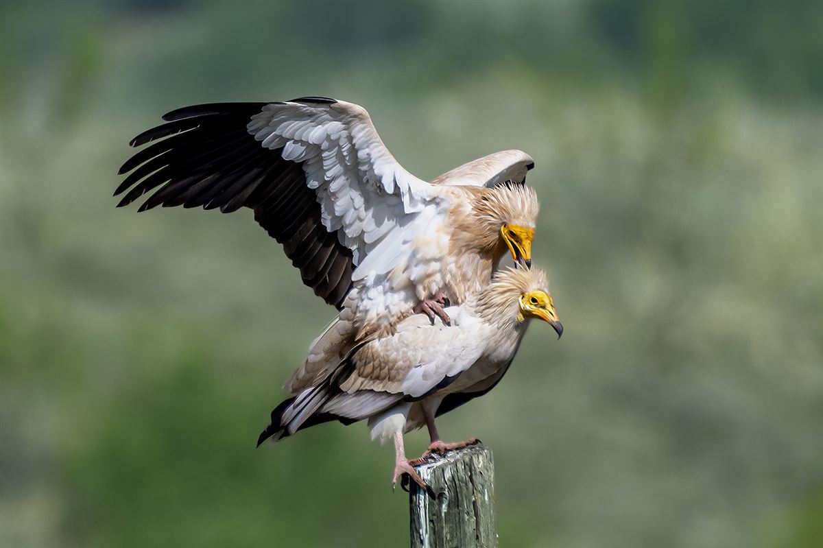 Egyptian Vulture