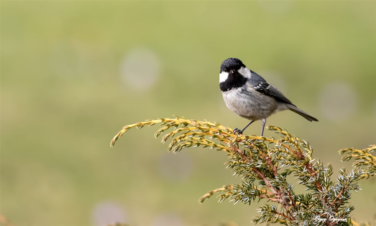 Coal Tit