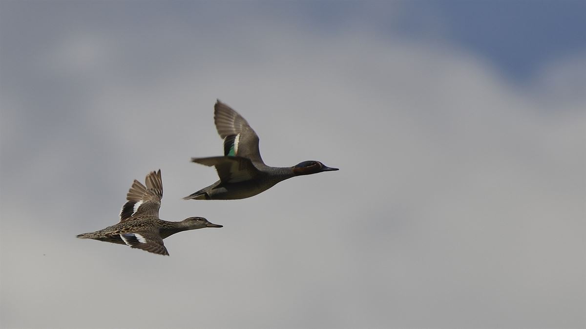 Eurasian Teal