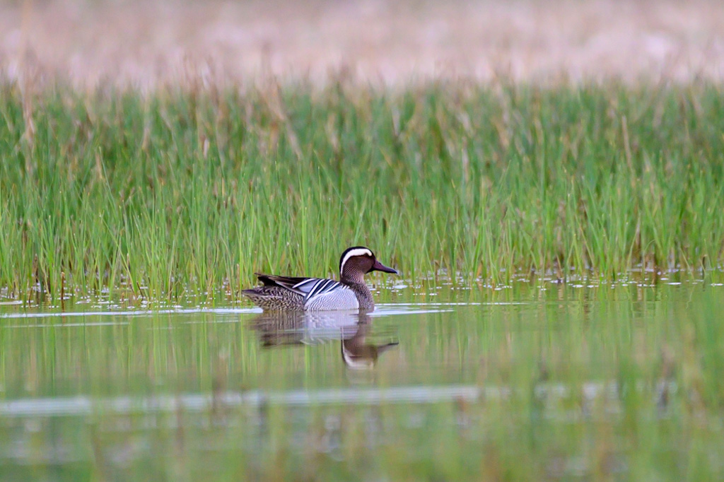 Garganey