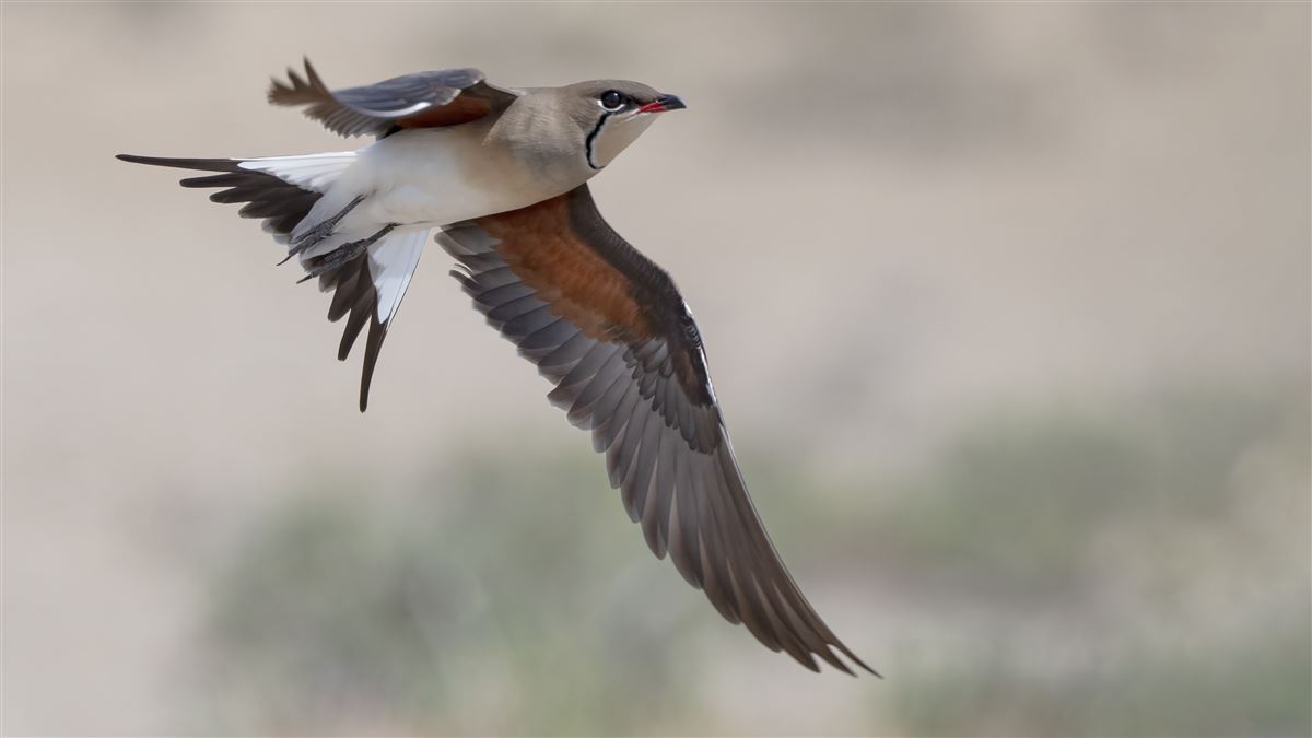 Collared Pratincole