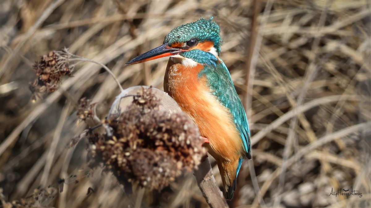 Common Kingfisher
