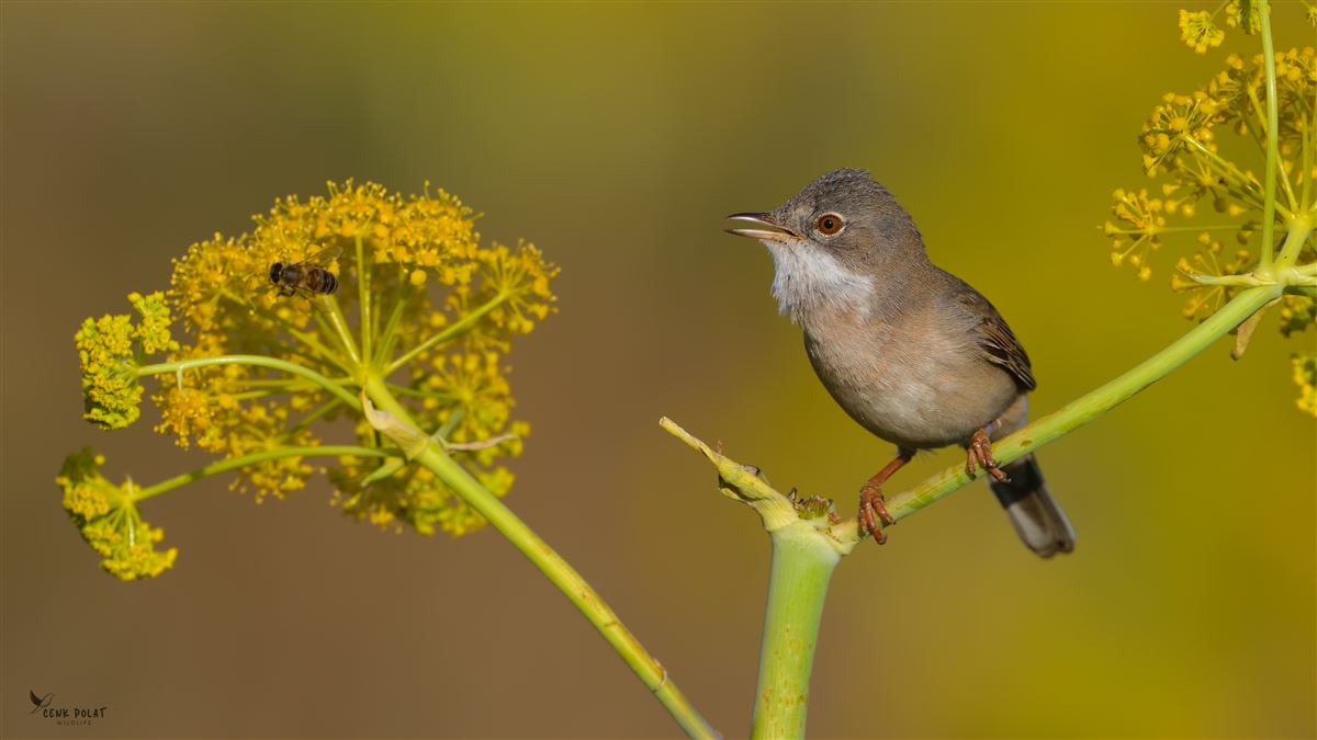 Common Whitethroat