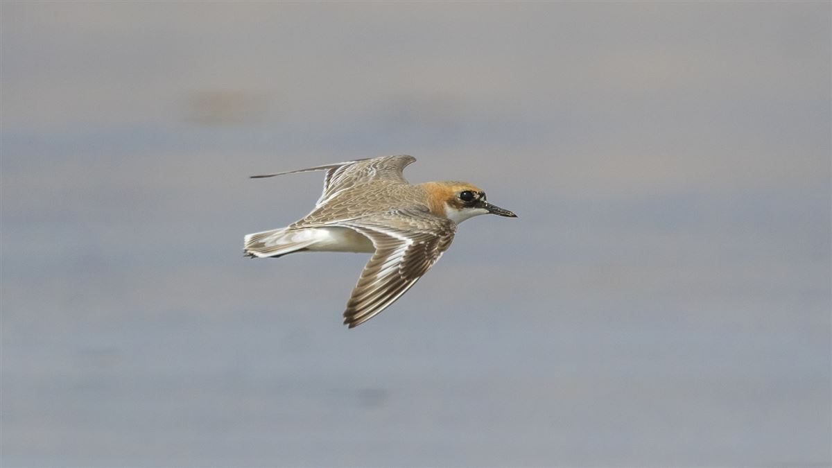 Greater Sand Plover