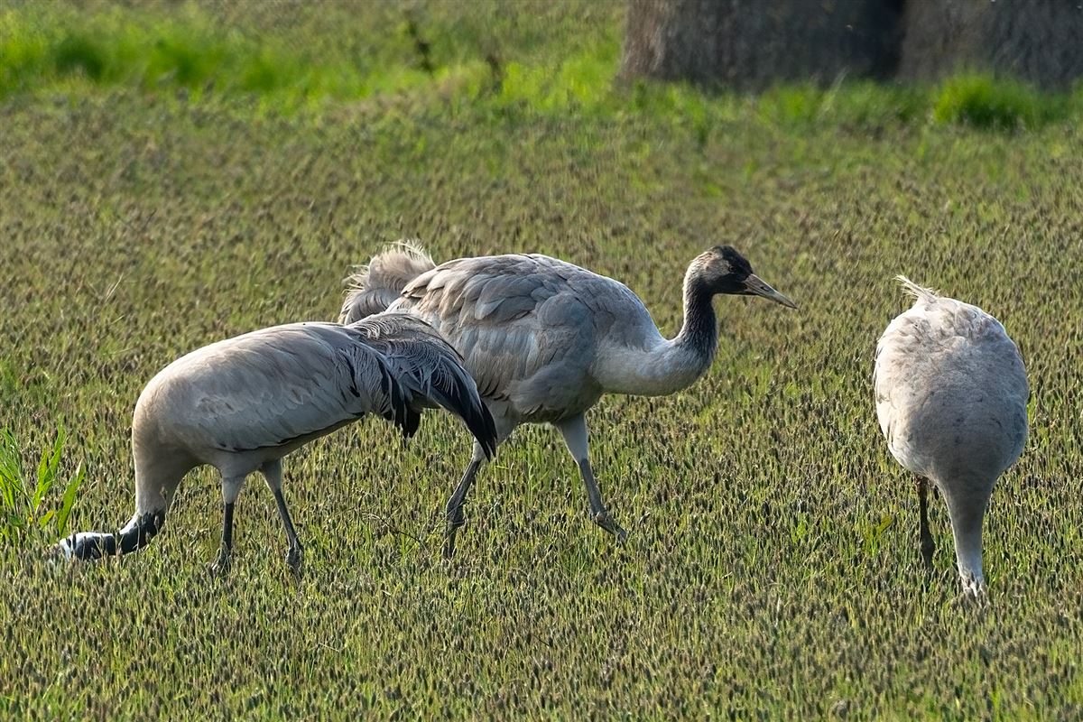 Common Crane