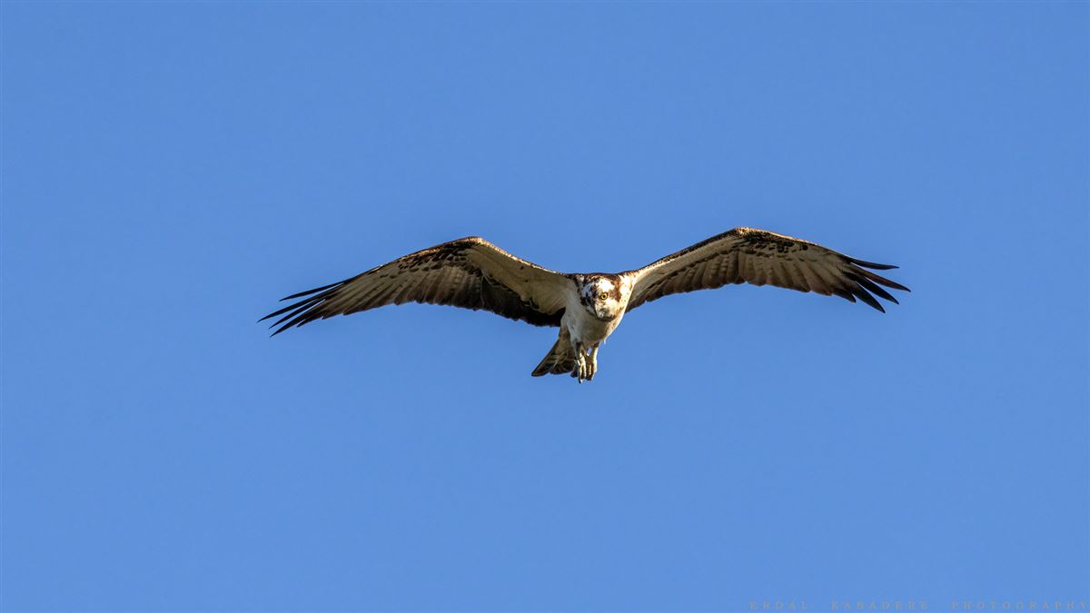 Osprey
