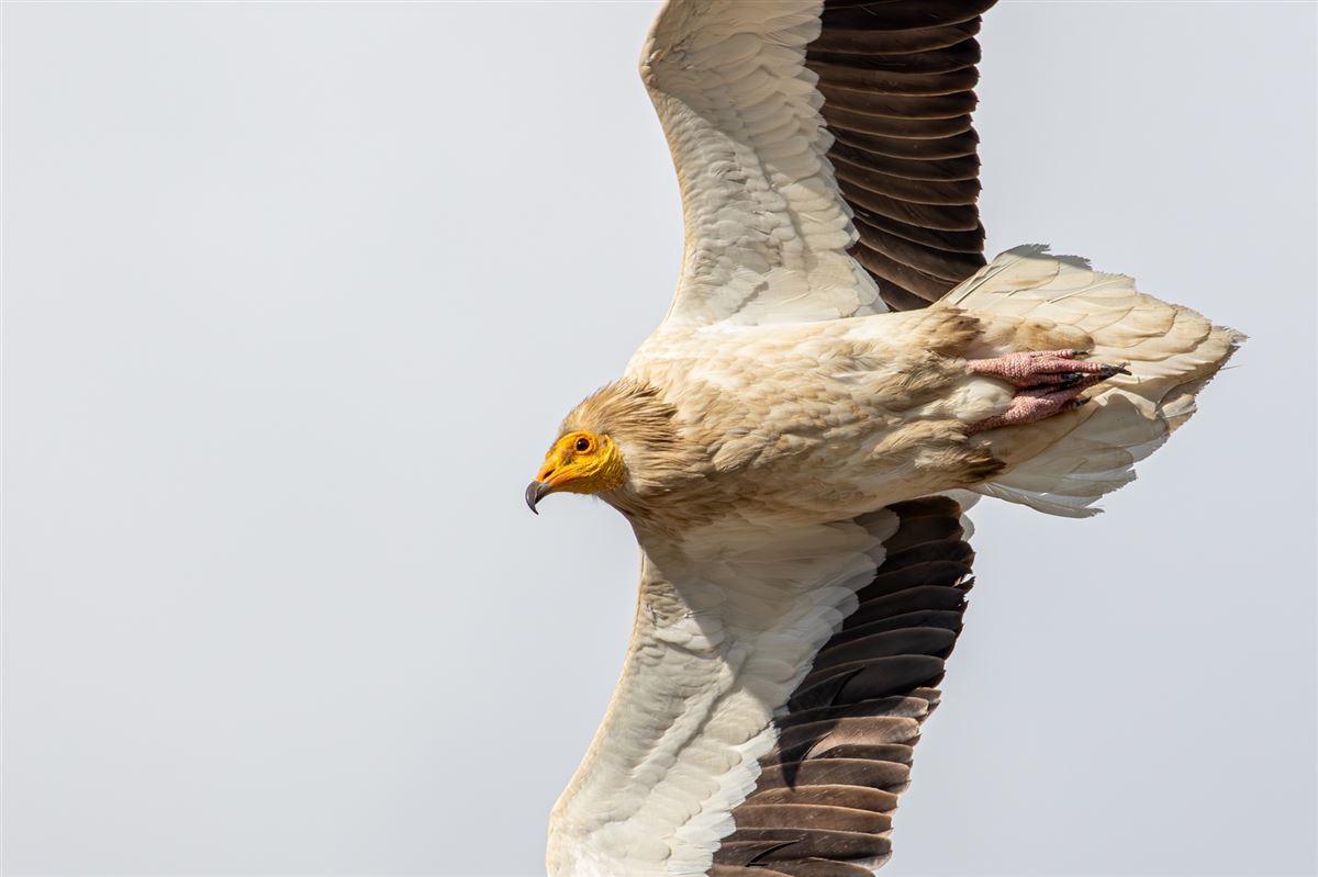 Egyptian Vulture