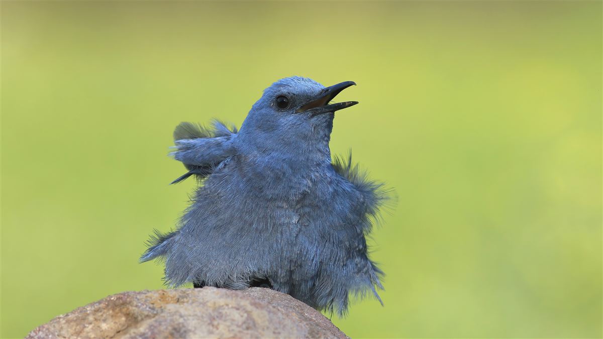 Blue Rock Thrush