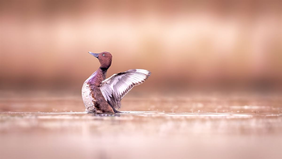 Ferruginous Duck