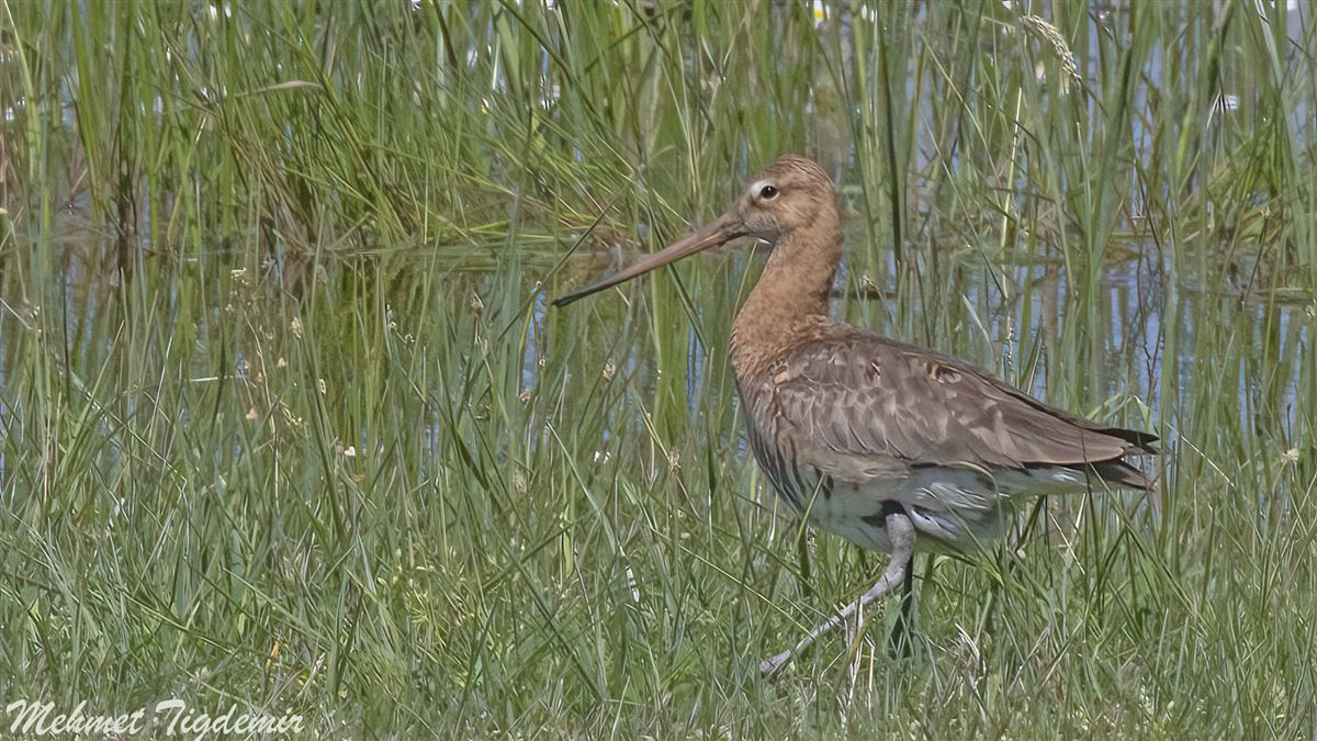 Black-tailed Godwit