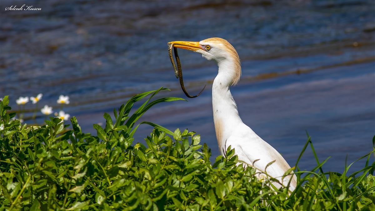 Western Cattle Egret