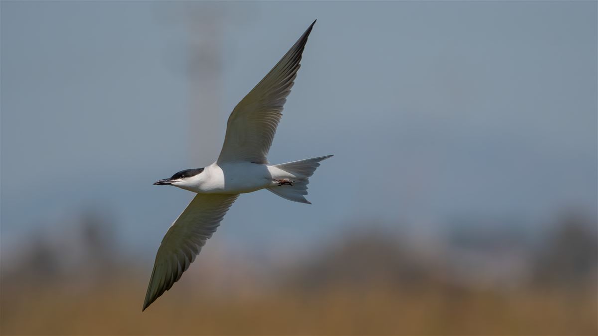 Gull-billed Tern