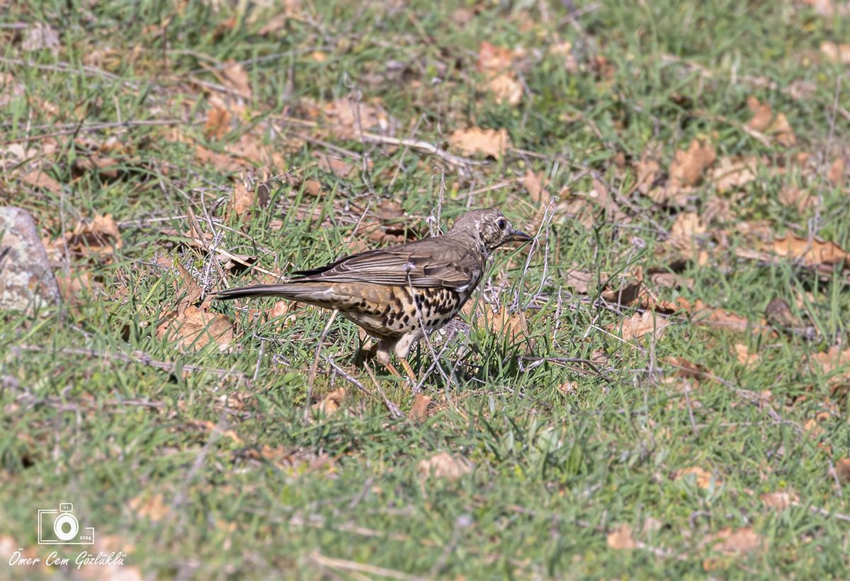 Mistle Thrush