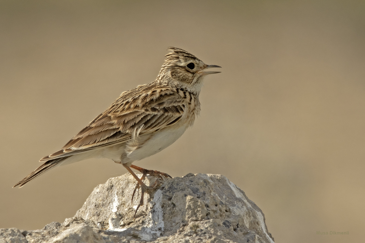Eurasian Skylark