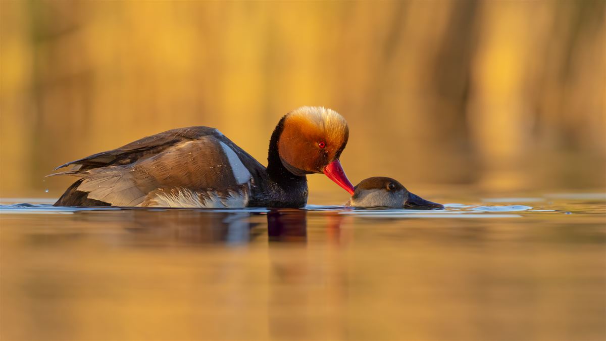 Red-crested Pochard