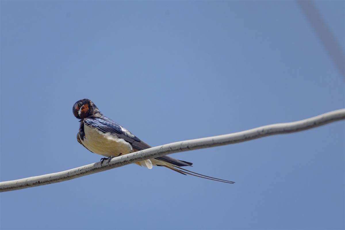 Barn Swallow
