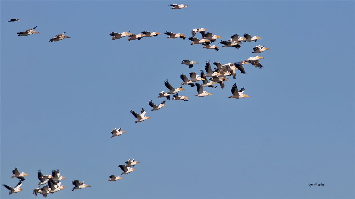 Great White Pelican