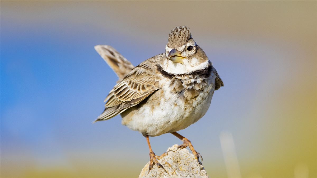 Calandra Lark