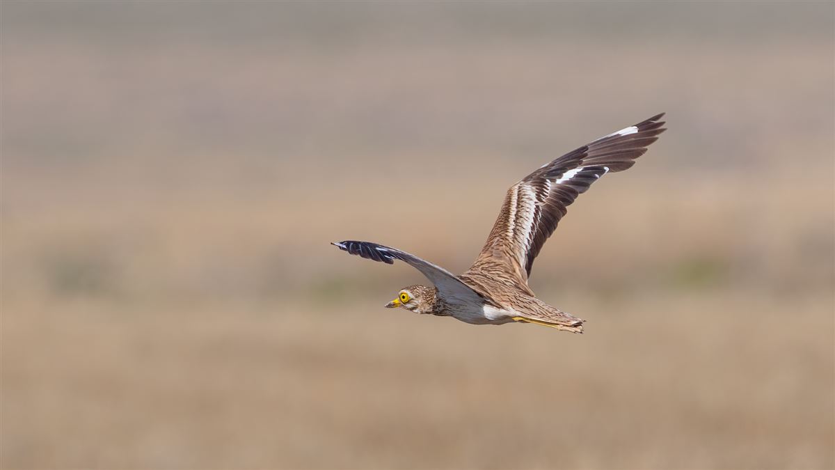 Eurasian Stone-curlew