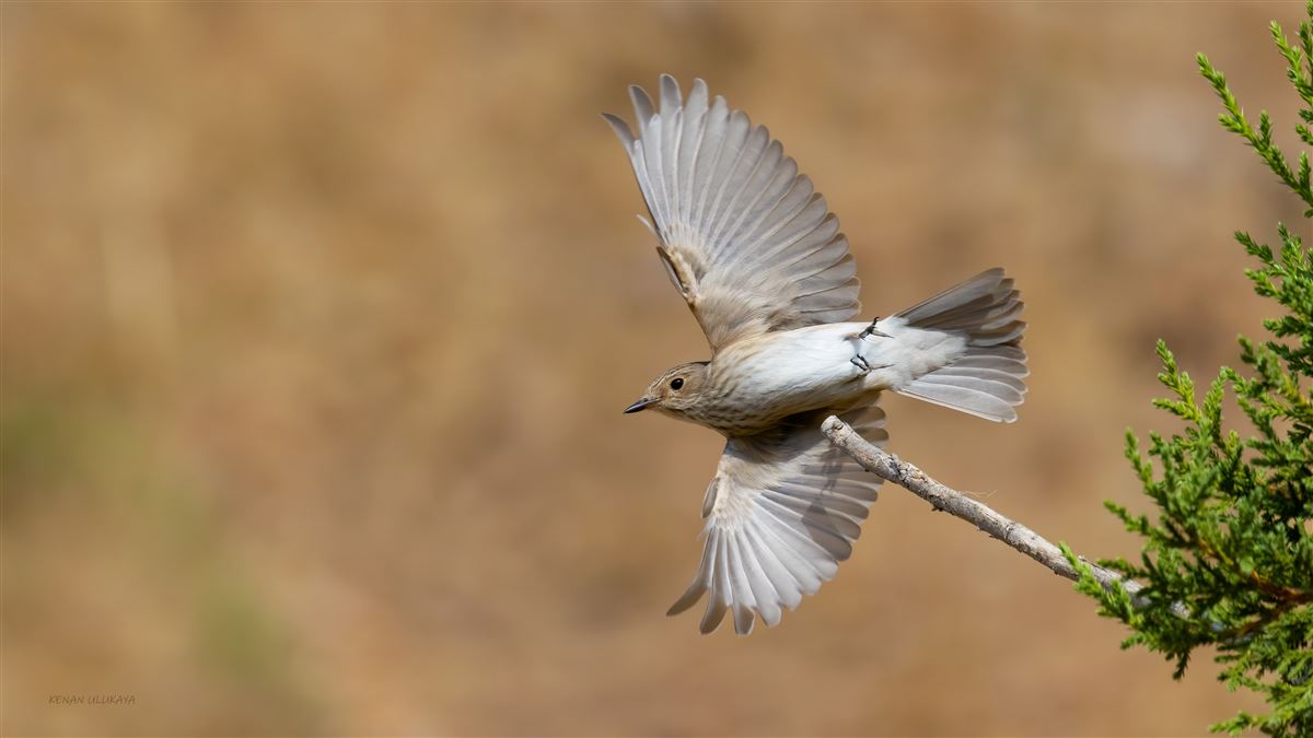 Spotted Flycatcher