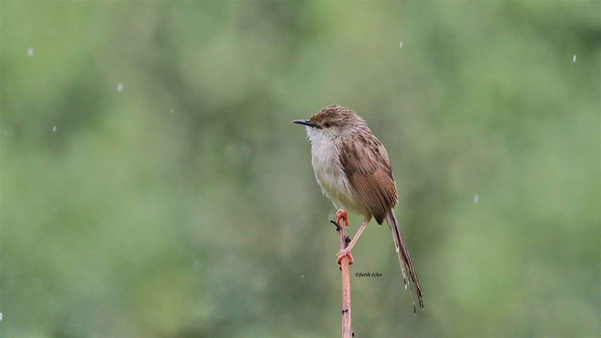 Delicate Prinia
