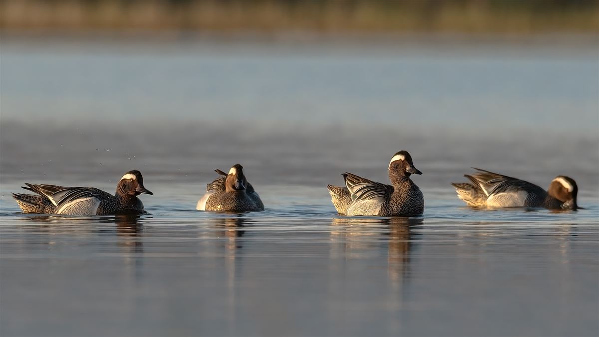 Garganey