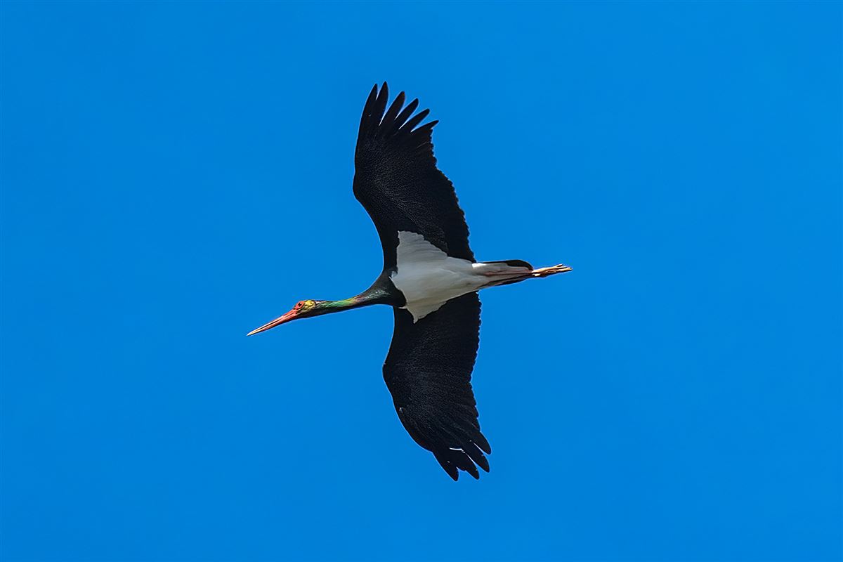Black Stork