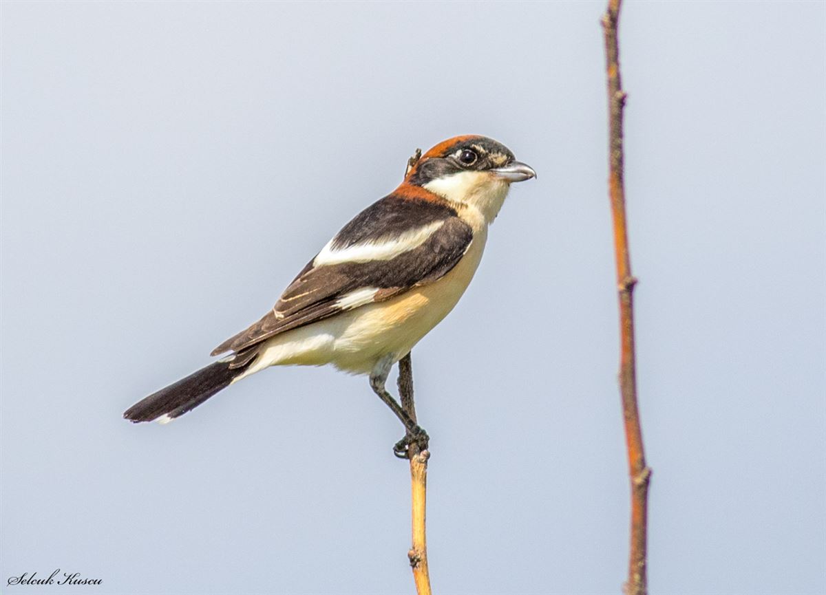 Woodchat Shrike
