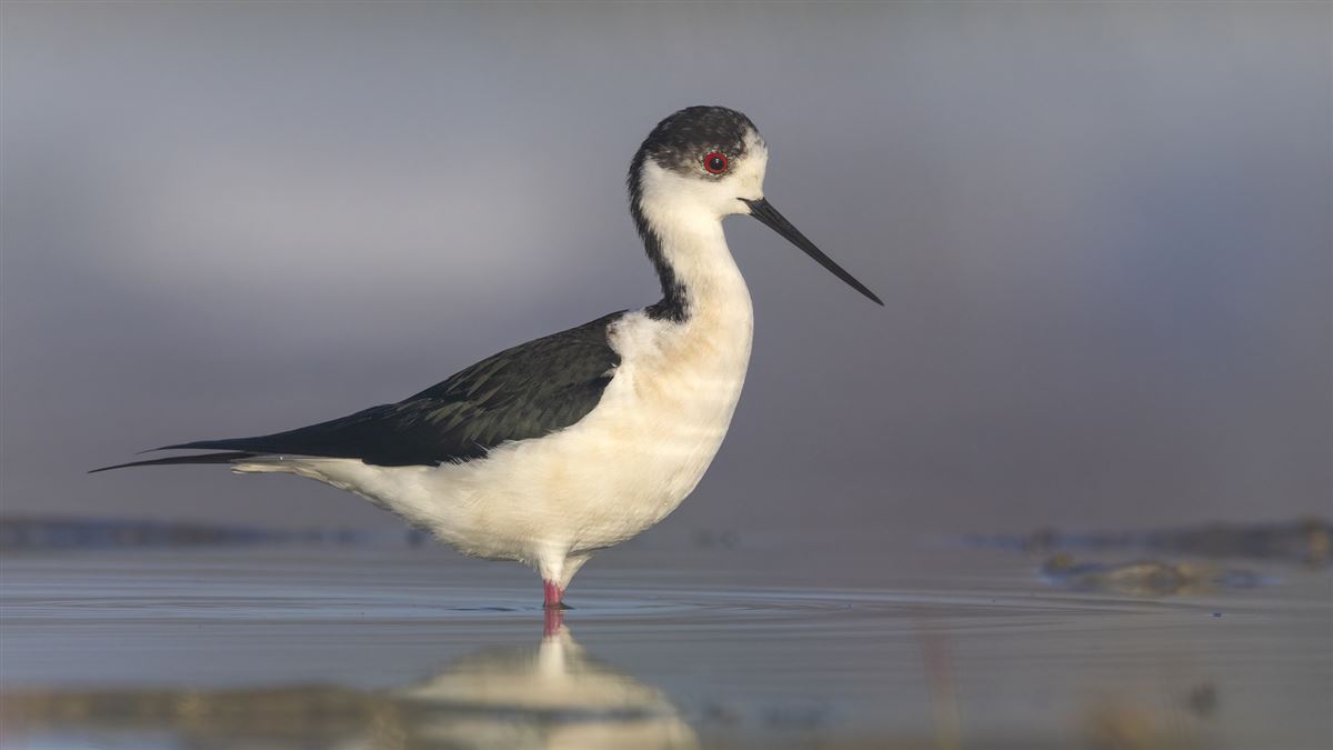 Black-winged Stilt