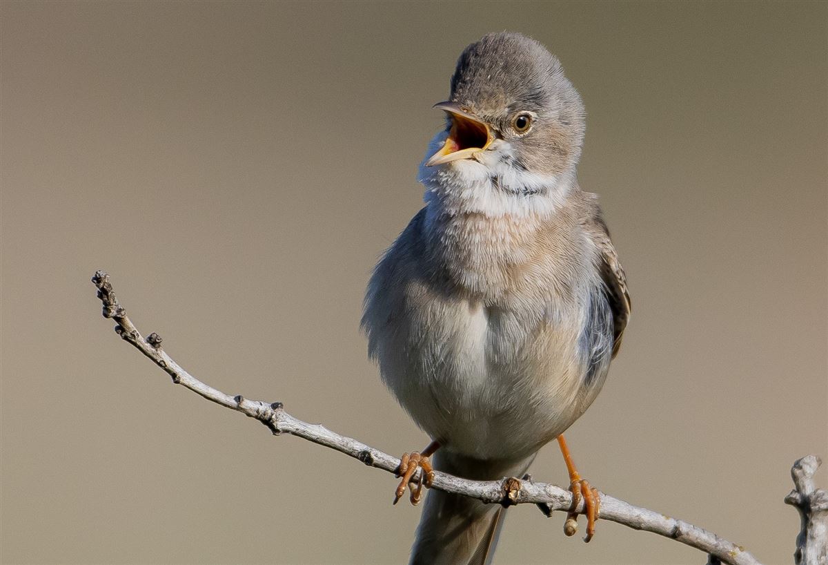 Common Whitethroat