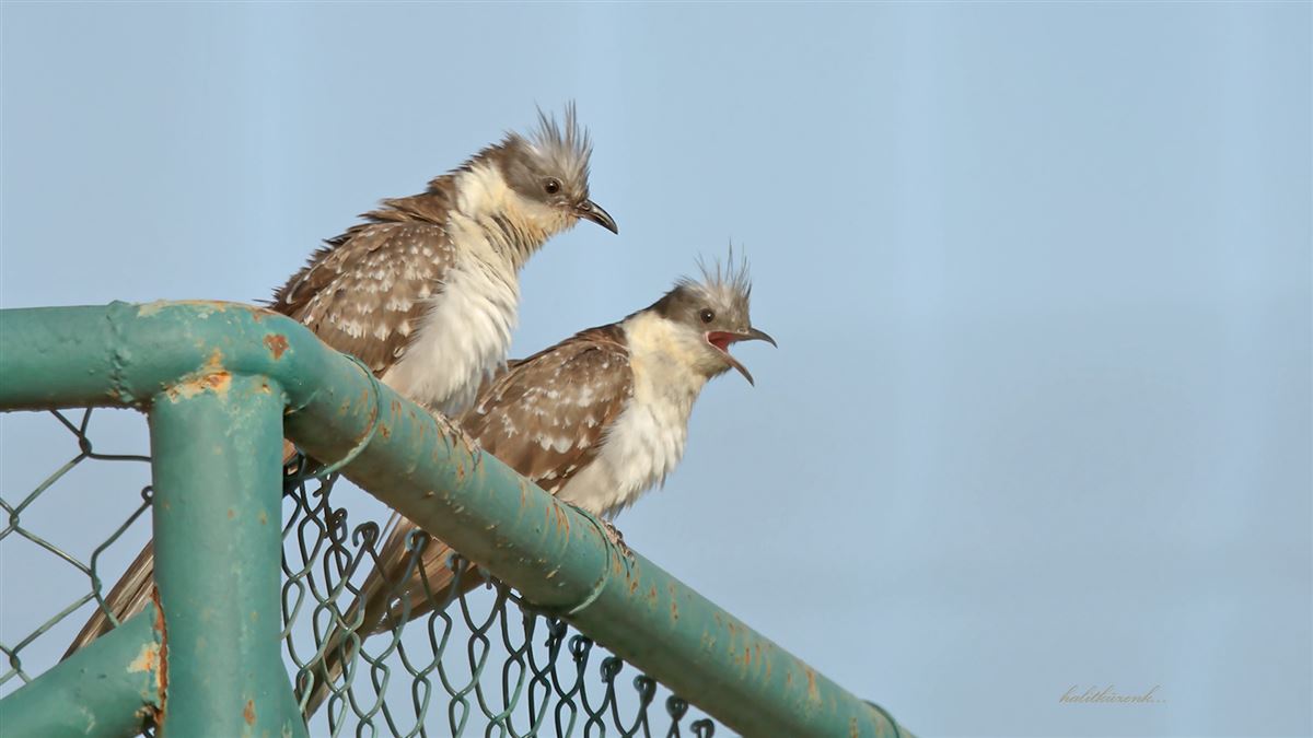 Great Spotted Cuckoo