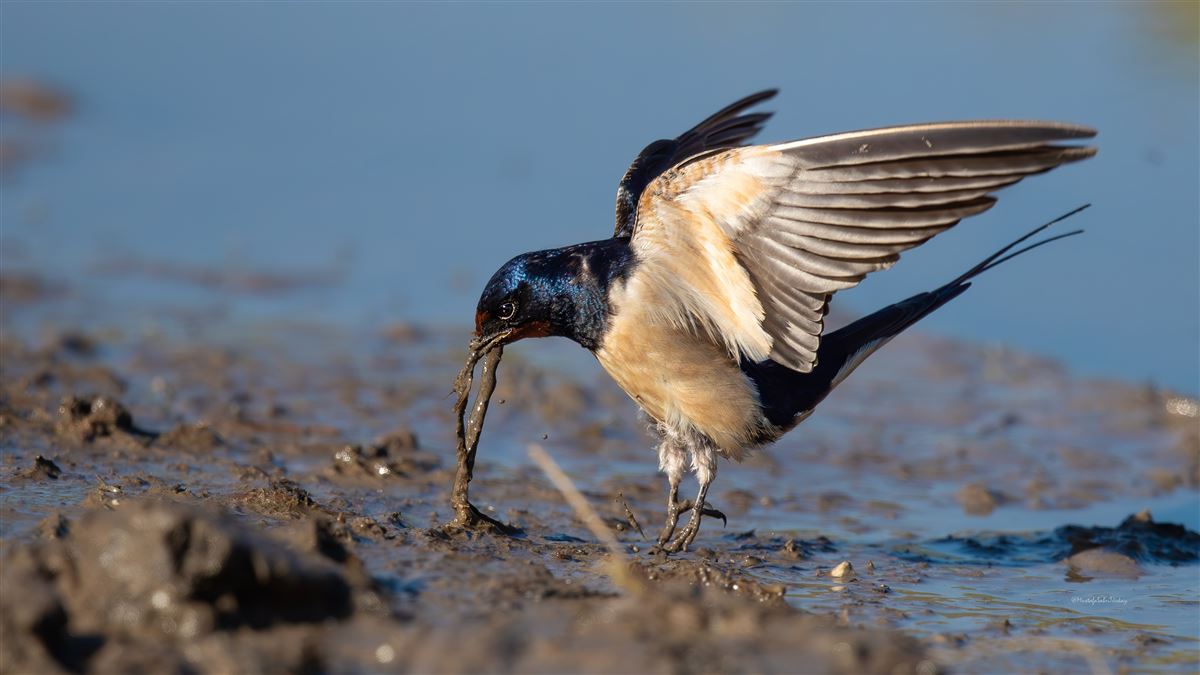 Barn Swallow
