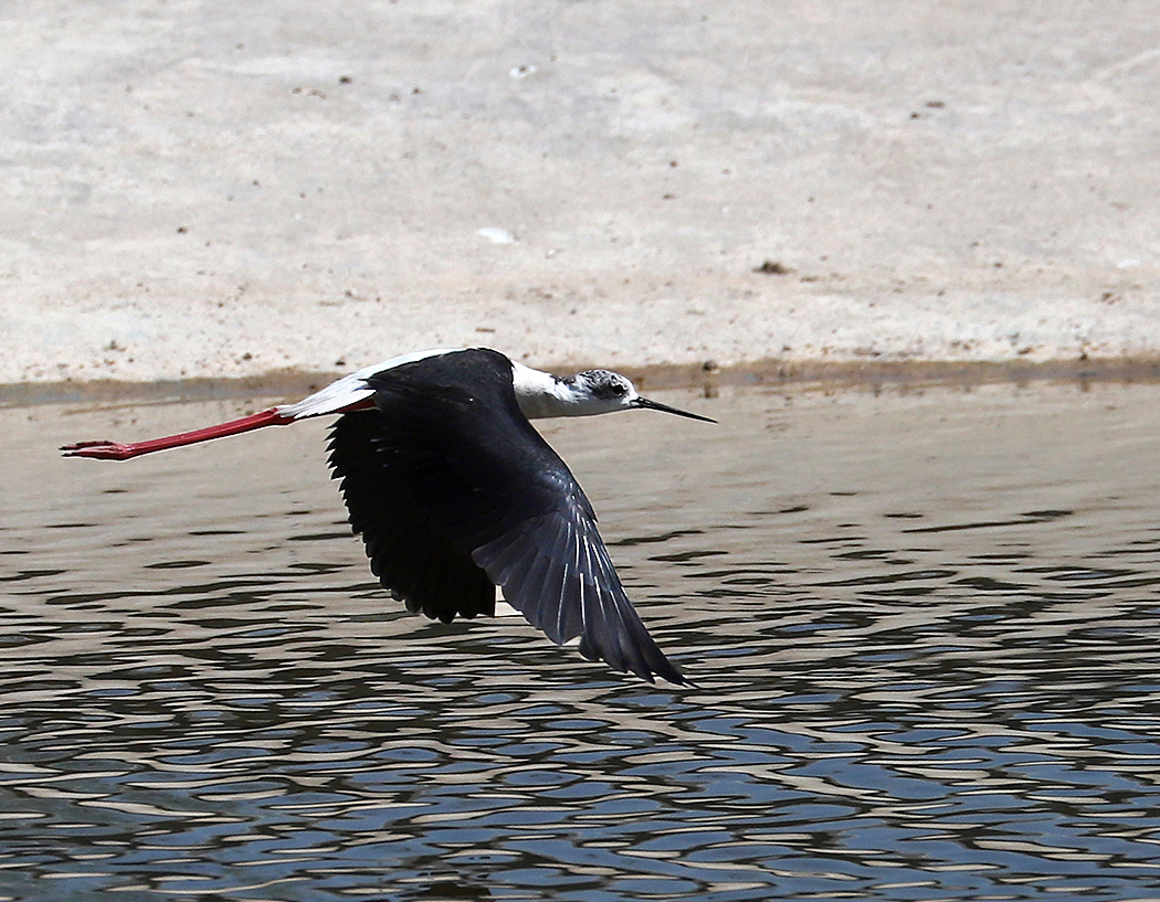 Black-winged Stilt
