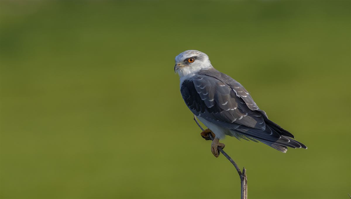 Black-winged Kite