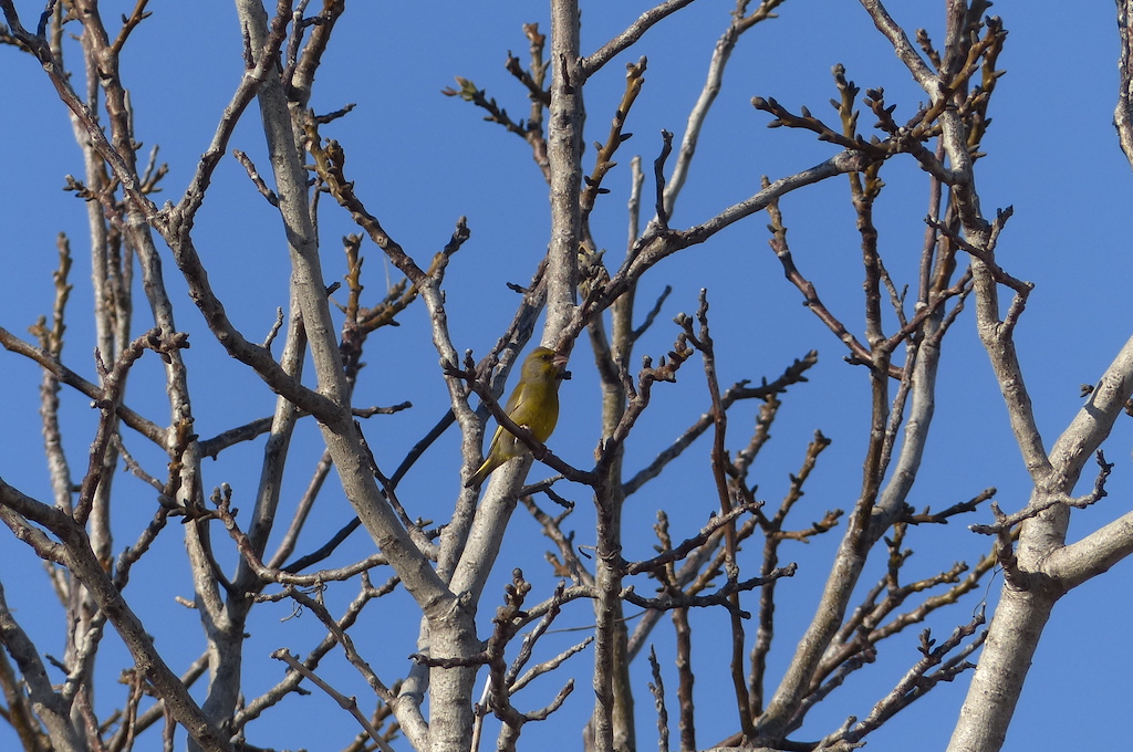 European Greenfinch