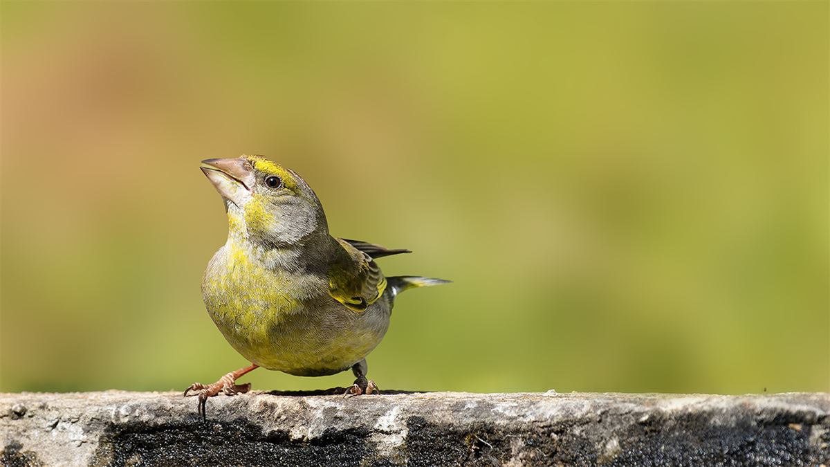 European Greenfinch