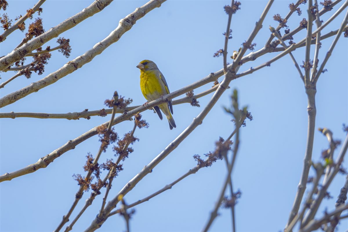 European Greenfinch