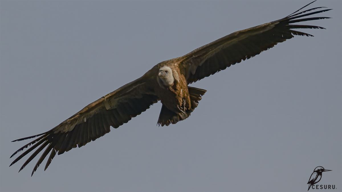 Griffon Vulture