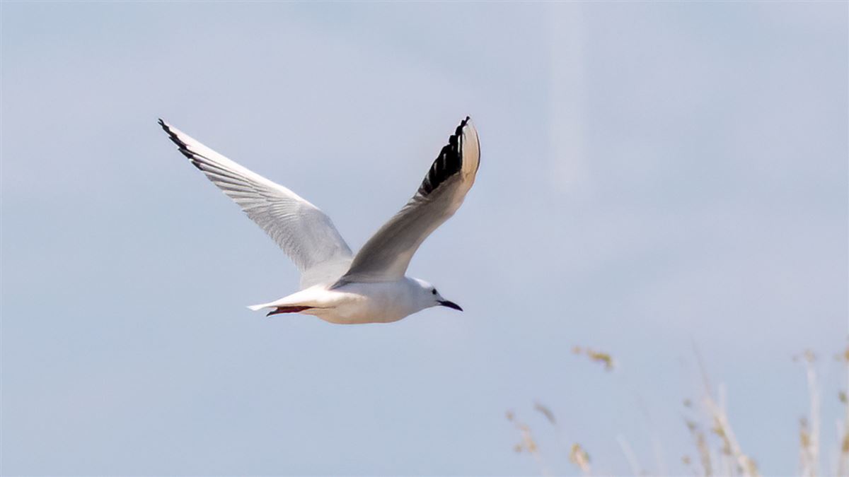 Slender-billed Gull